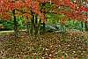 DSC_4405 red leaves.jpg