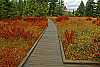 DSC_4418 cranberry glades boardwallk.jpg