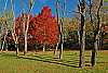 DSC_6057 red leaves--blackwater falls.jpg