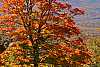 DSC_8556 highland scenic highway-fall color.jpg