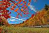 DSC_8687 fall color highland scenic highway.jpg