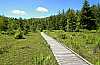 DSC_9480 cranberry glades boardwalk-spring.jpg