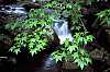 WVMAG0119 glade creek through leaves.jpg