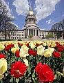 _MG_0575 clouds, tulips and capitol.jpg