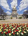 _MG_0592 tulips, clouds and capitol.jpg