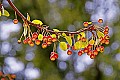 _MG_8259 crabapples against a blue sky.jpg