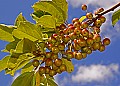 _MG_8345 crabapples against a blue sky.jpg