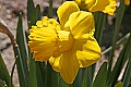 _MG_8686 yellow daffodil.jpg