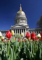 _MG_9776 tulips and dome.jpg