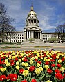 _MG_9939 tulips and capitol 11x14.jpg