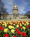 _MG_9956 tulips and capitol 8x10.jpg