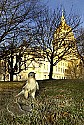 DSC_0627 red tailed hawk and capitol web.jpg