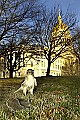 DSC_0627 red tailed hawk and capitol.jpg