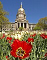 DSC_4707 capitol and tulips.jpg