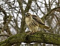 DSC_6105 capitol hawk.jpg