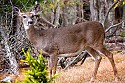 _MG_1588 canaan valley state park-doe near blackwater river and fall color.jpg