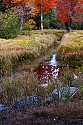 _MG_1673 canaan valley state park-blackwater river and fall color.jpg