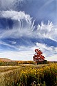 _MG_1821 Canaan Valley State Park-Maple Tree and Golden Rod-Fall Color.jpg