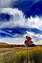 _MG_1824 Canaan Valley State Park-Maple Tree and Golden Rod-Fall Color.jpg