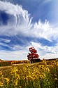 _MG_1836 sugar maple under a wispy canaan valley state park sky in west virginia.jpg