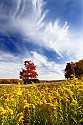 _MG_1871 Canaan Valley State Park-Maple Tree and Golden Rod-Fall Color.jpg