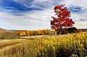 _MG_1879 Canaan Valley State Park-Maple Tree and Golden Rod-Fall Color.jpg