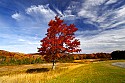 _MG_1914 sugar maple ablaze against wispy clouds in Canaan Valley State Park wv.jpg