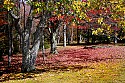 _MG_2137 blackwater falls state park-fall color.jpg