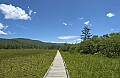 DSC_9509 cranberry glades boardwalk.jpg