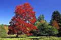 State Parks934 WV State Tree, Sugar Maple.jpg