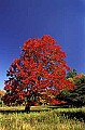 State Parks936 WV state tree, canaan valley.jpg