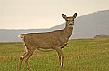 DSC_0860 doe.jpg