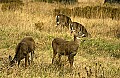 DSC_0890 deer herd.jpg