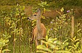 DSC_3290 doe covered in flies.jpg