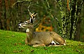 DSC_4035 8-point buck.jpg