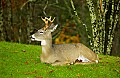 DSC_4037 8-point buck.jpg