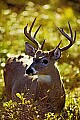 WVMAG092 10-point buck backlit.jpg