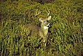 WVMAG098 10-point whitetail.jpg