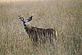 WVMAG104 7-point whitetail in grass.jpg