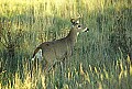 WVMAG105 8-point buck in weeds.jpg