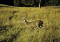 WVMAG130 8-point buck running.jpg