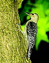 _DSC3367 immature northern flicker.jpg