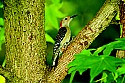 _DSC3404 northern flicker.jpg