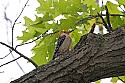 _MG_1725 red-bellied woodpecker.jpg