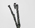 _MG_2170 male hairy woodpecker.jpg