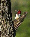_MG_2323 rd-headed woodpecker.jpg