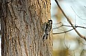 DSC_1134 yellow-bellied sapsucker n.jpg