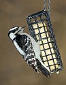 DSC_1141 downy woodpecker.jpg