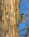 DSC_1154 yellow-bellied sapsucker.jpg