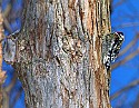 DSC_1155 yellow-bellied sapsucker n.jpg